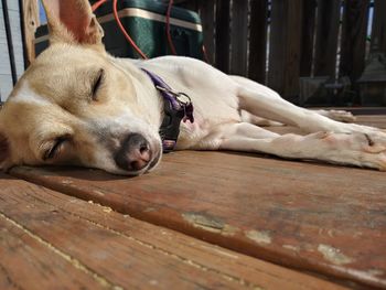 Dog sleeping on wooden floor