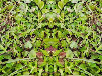 Full frame shot of plant