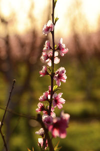 Close-up of pink flowering plant