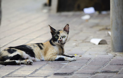 Portrait of cat sitting outdoors