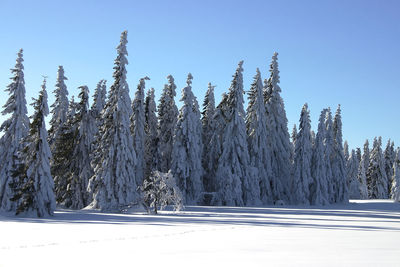 Snow covered trees against clear sky