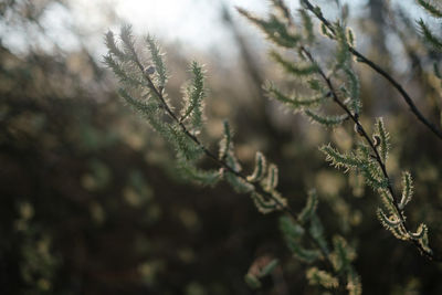 Close-up of pine tree during winter