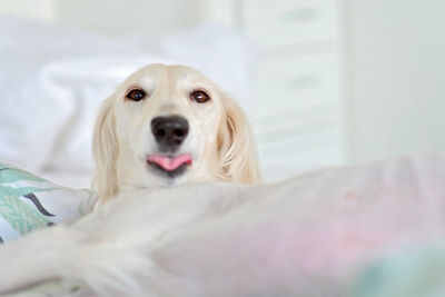 Dog tongue of a purebred adorable white saluki / persian greyhound. relaxed female dog licking 