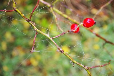 Close-up of spider web on tree