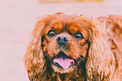 Close-up portrait of dog