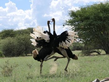 View of a bird on field