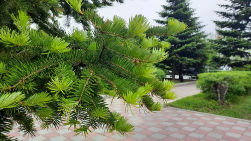 Close-up of plants in park