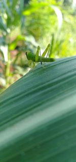 Close-up of grasshopper on leaf