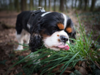 Close-up of dog sticking out tongue on field