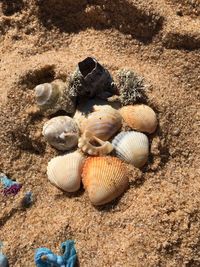 High angle view of shells on sand