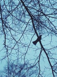 Low angle view of bare tree against blue sky