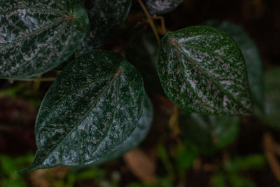 Close-up of wet leaves