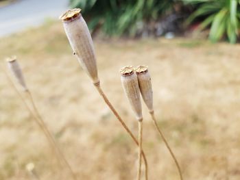 Close-up of dead plant on land