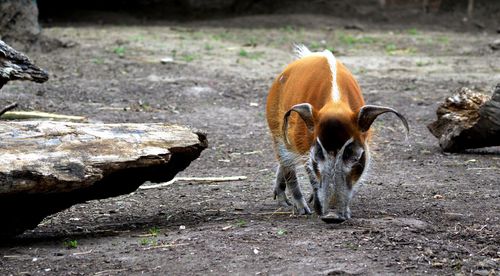 Red river hog standing in forest