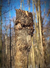 Close-up of tree trunk in forest