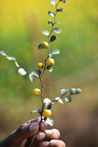 Close-up of hand holding plant