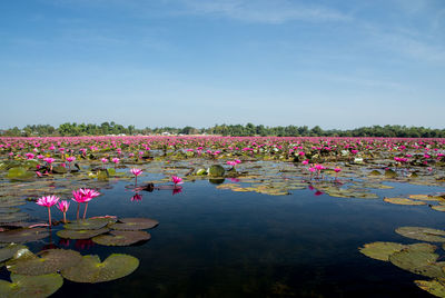 Pink water lily blooming in lake against sky