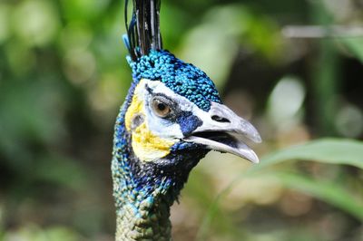 Close-up of peacock