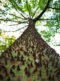 Low angle view of tree in forest