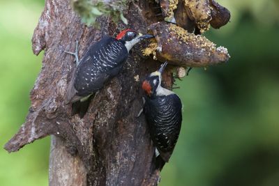 Close-up of insect on tree trunk