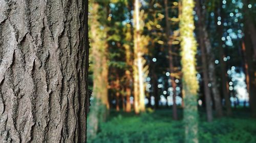 Close-up of tree trunk in forest