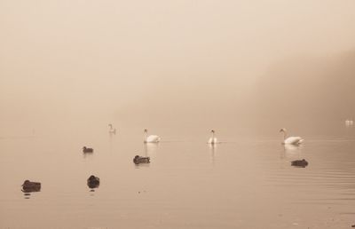 Birds in lake against sky