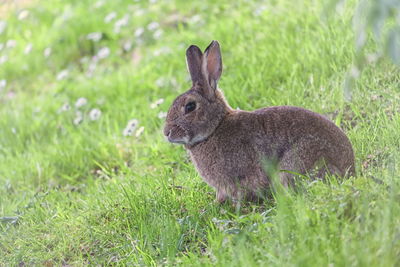 Cute wild rabbit in bruges park by day, belgium