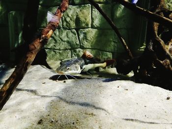 Close-up of birds perching on tree