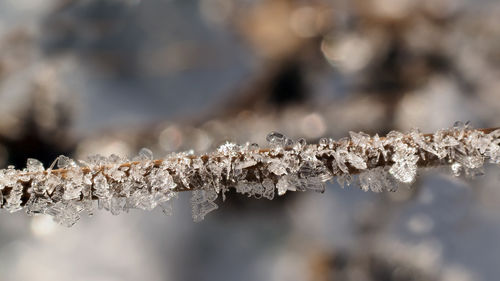 Close-up of snow during winter