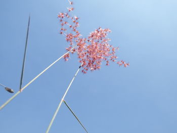 Low angle view of cherry blossoms against sky