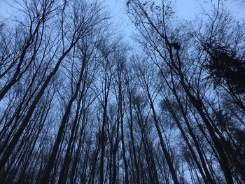 Low angle view of bare trees against sky