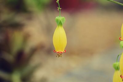 Close-up of flower bud