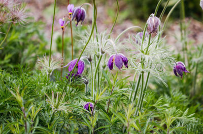 Close-up of purple crocus flowers