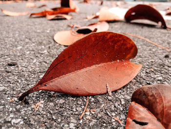 Close-up of dry autumn leaves on ground