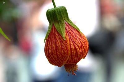 Close-up of flower buds