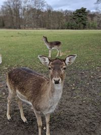 Portrait of deer standing on land in cologne koln