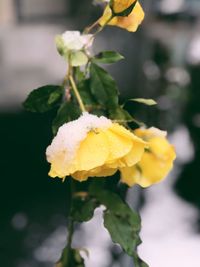 Close-up of yellow flower blooming outdoors