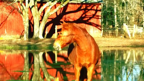 Reflection of trees in water