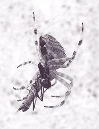 Close-up of spider