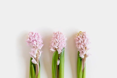 Close-up of purple flowering plant against white background