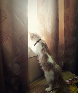 Cat against curtain