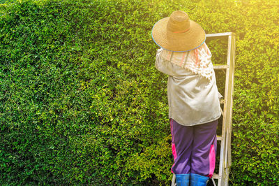 Rear view of person standing on ladder by plants