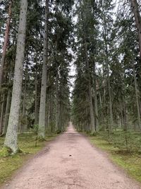 Dirt road amidst trees in forest