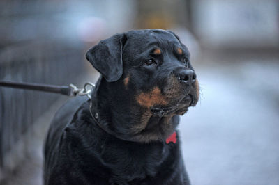 Close-up of a dog looking away