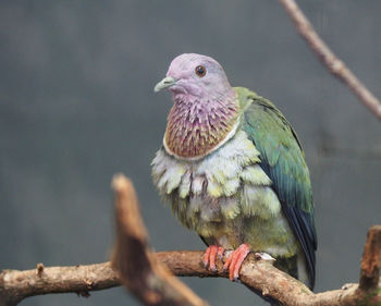 Pigeon perching on plant