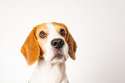 Portrait of dog against white background