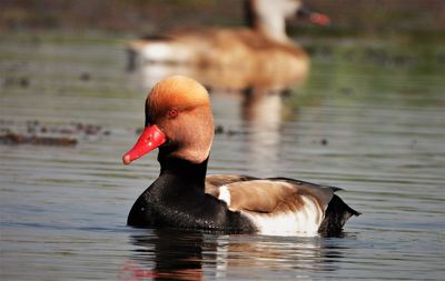 Red crested pochard