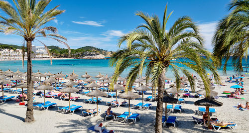 Palm trees on beach against sky