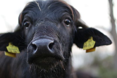 Close-up portrait of horse