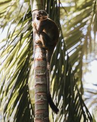 Low angle view of a monkey in a palm tree